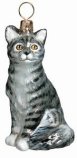 American Shorthair Gray